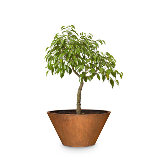 Sierra 20"  luxury planter bowl corten steel bowl perfect plant stages